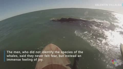 Watch: Whales Swim Alongside Paddleboarders In Argentina