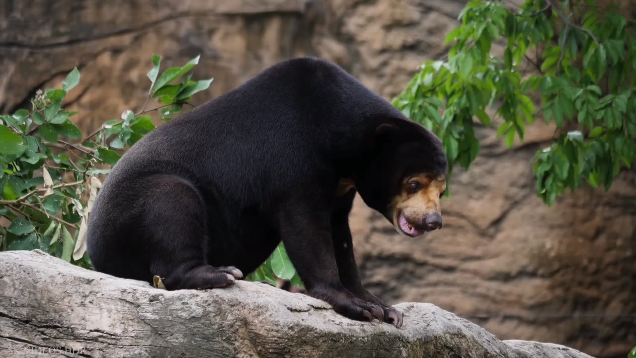 Asian Black Bear