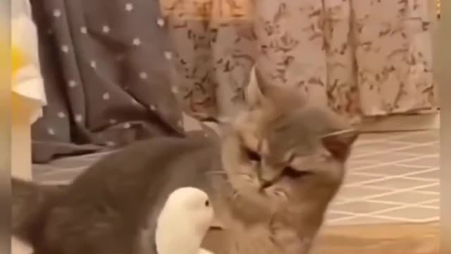 Funny cats 2023