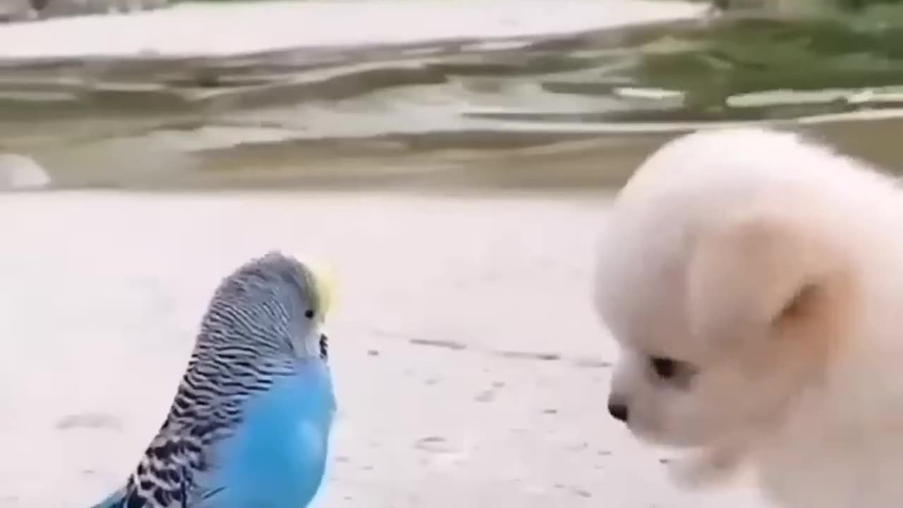 Cute puppy and bird are feeling good 😊