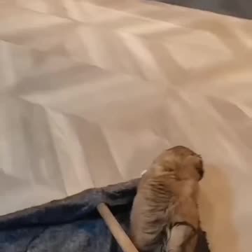 Fanny dog and fanny cat videos