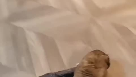 Fanny dog and fanny cat videos