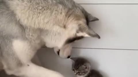 Lovely dog with a cat