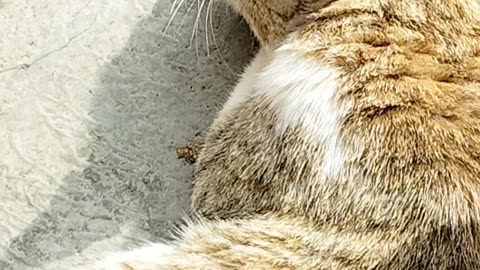 Cat cat sleeping