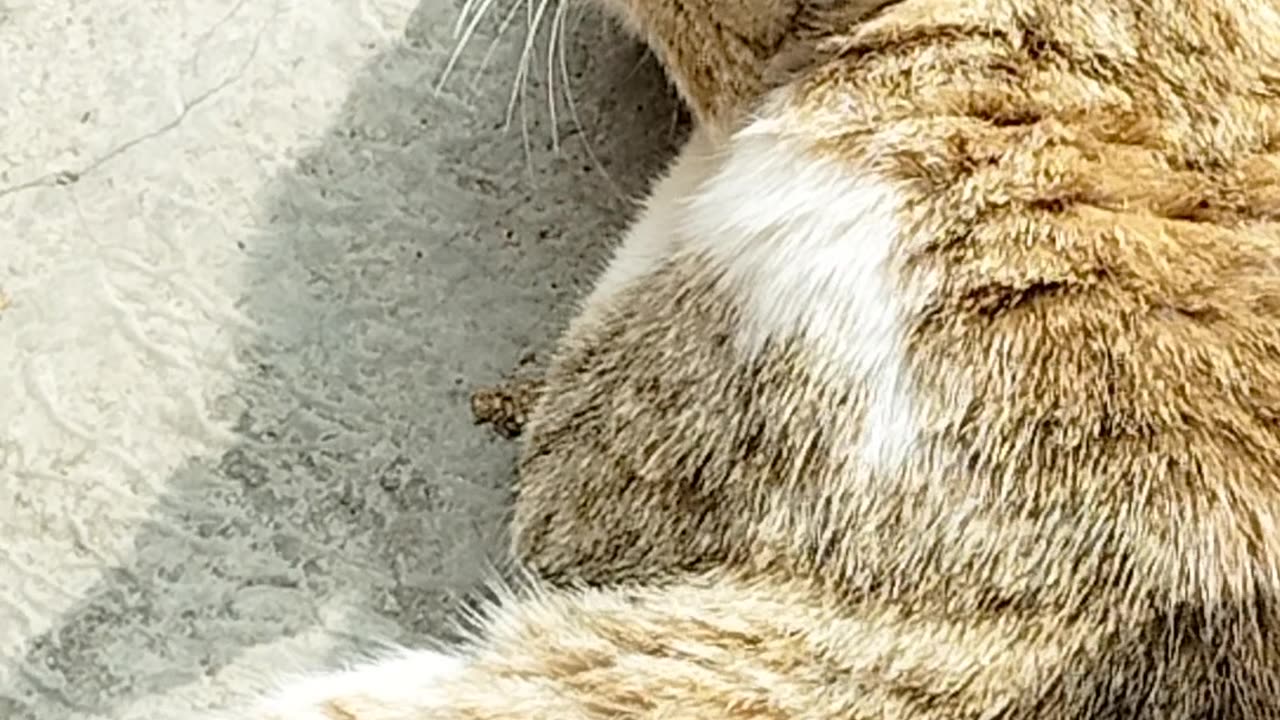 Cat cat sleeping