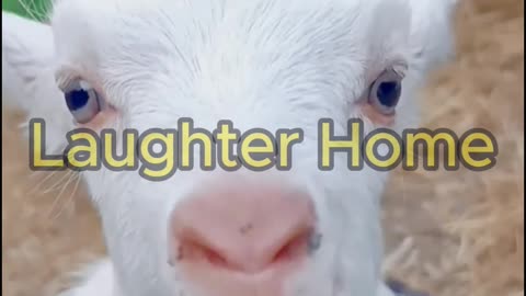 Cute goat funny video