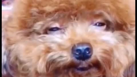 This is so funny. This is what dogs do when they're sleepy