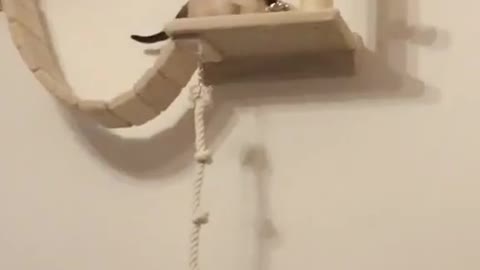 Cats love