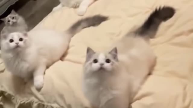 Cat compilation funny moment