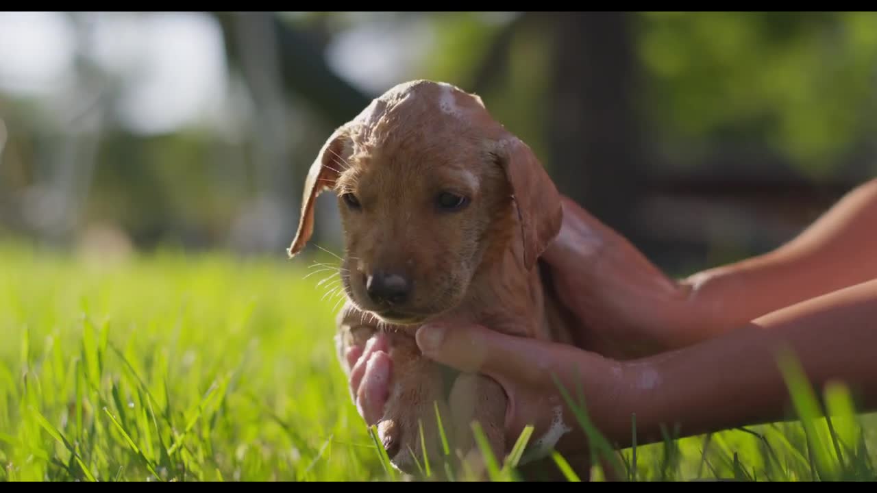 PUPPIES BATH IN 4K ULTRA HD