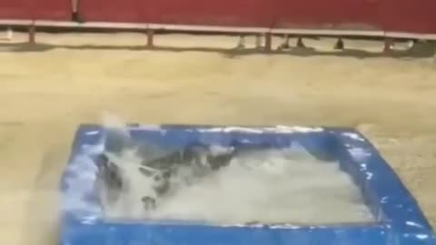 Dog funny😝😝😝 video