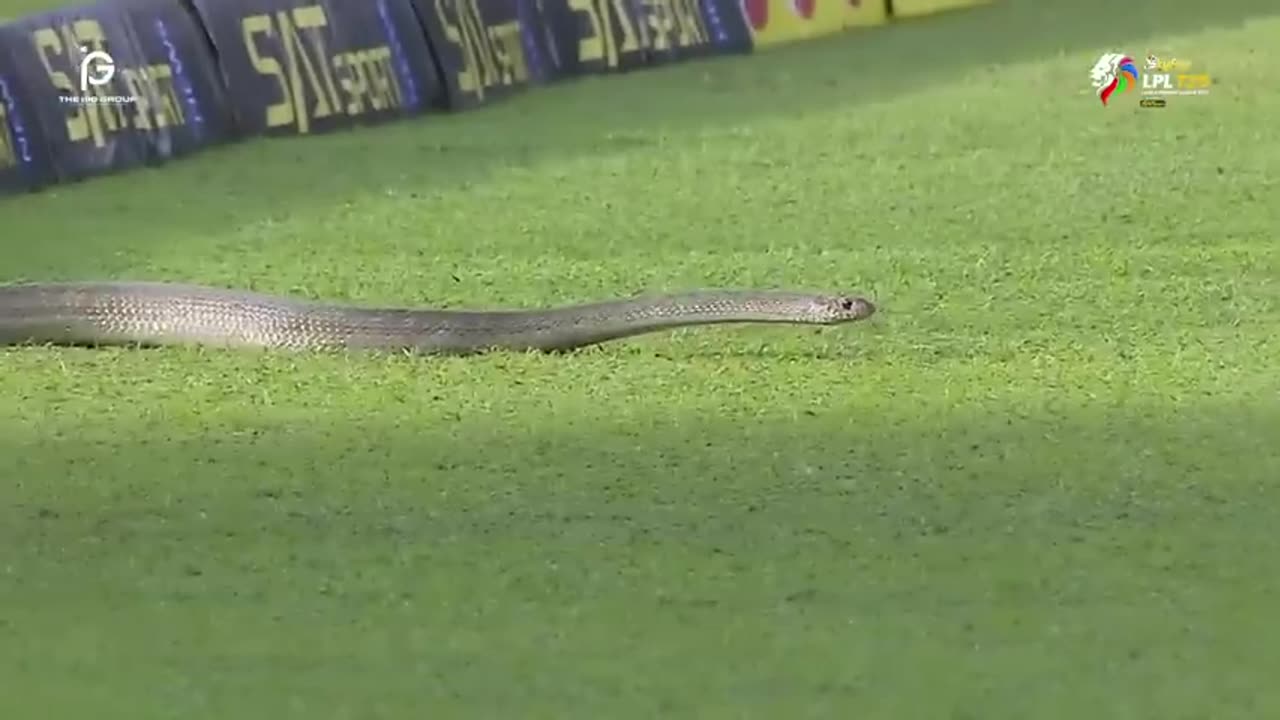 Unexpected Visitor- 🐍 Snake Joins LPL Match, Accreditation Card Questioned