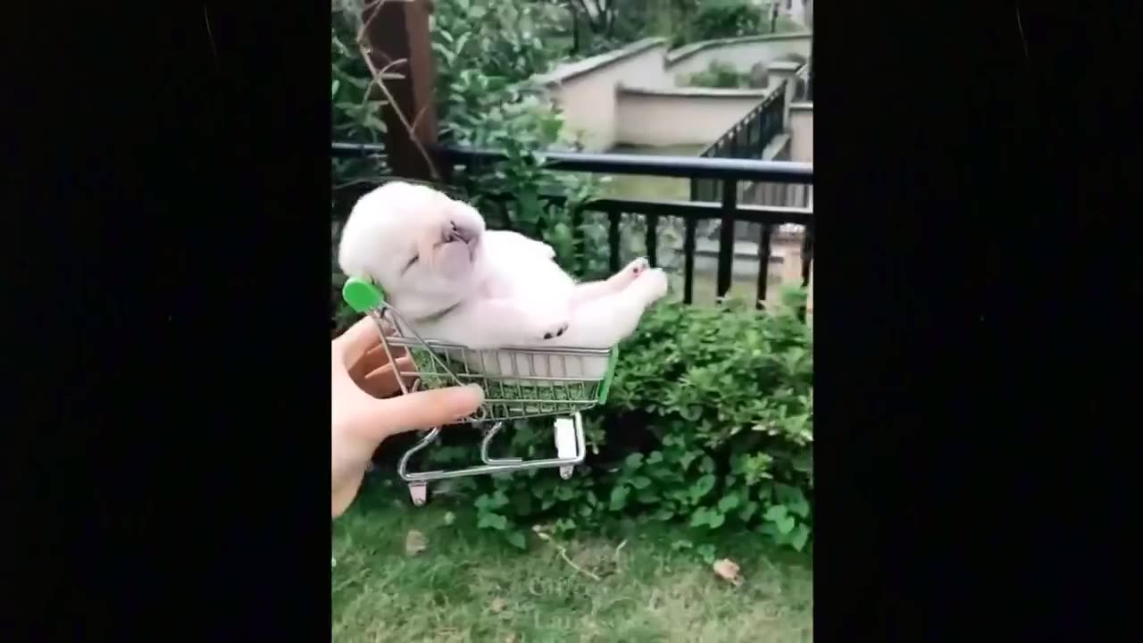 ๐Cute And Funny Pets #170 Try Not To Laugh To These Pets Compilation ๐ Cutest