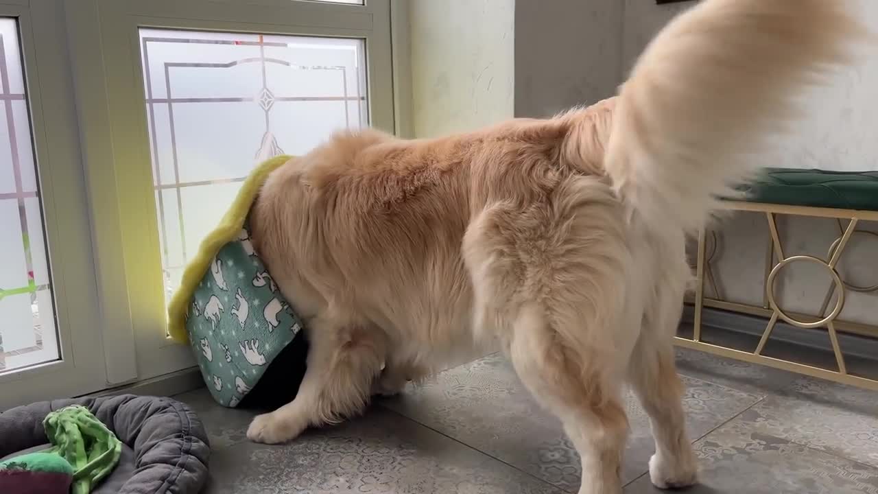 Golden Retriever Decided that this Cat House is for Him