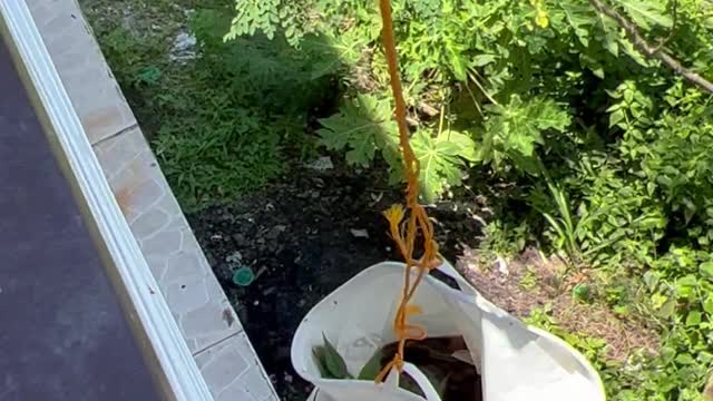 Cat Climbs into Cloth Basket to Be Lifted into House