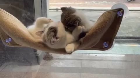 Cute Cat | Cute Pets Funny Animals Compilation #shorts