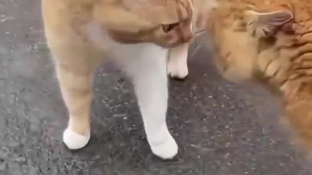 Best_Cute_Cats🐶Funny_Fail_ops_Moments_Viral_Clips_#shorts_V