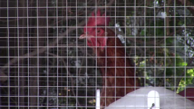 Chickens