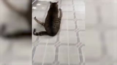 Funniest Animals Videos😂 - Best Cats😹 and Dogs🐶 Videos
