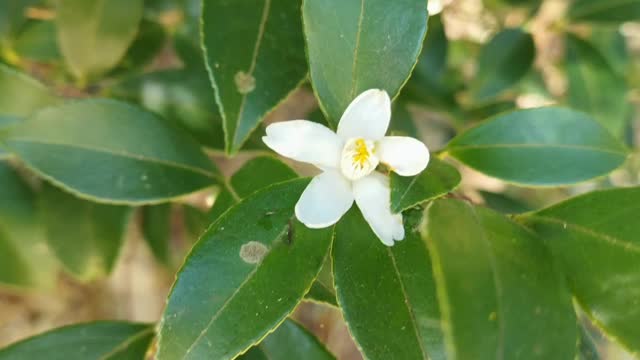 枸杞子開花