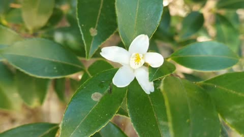 枸杞子開花