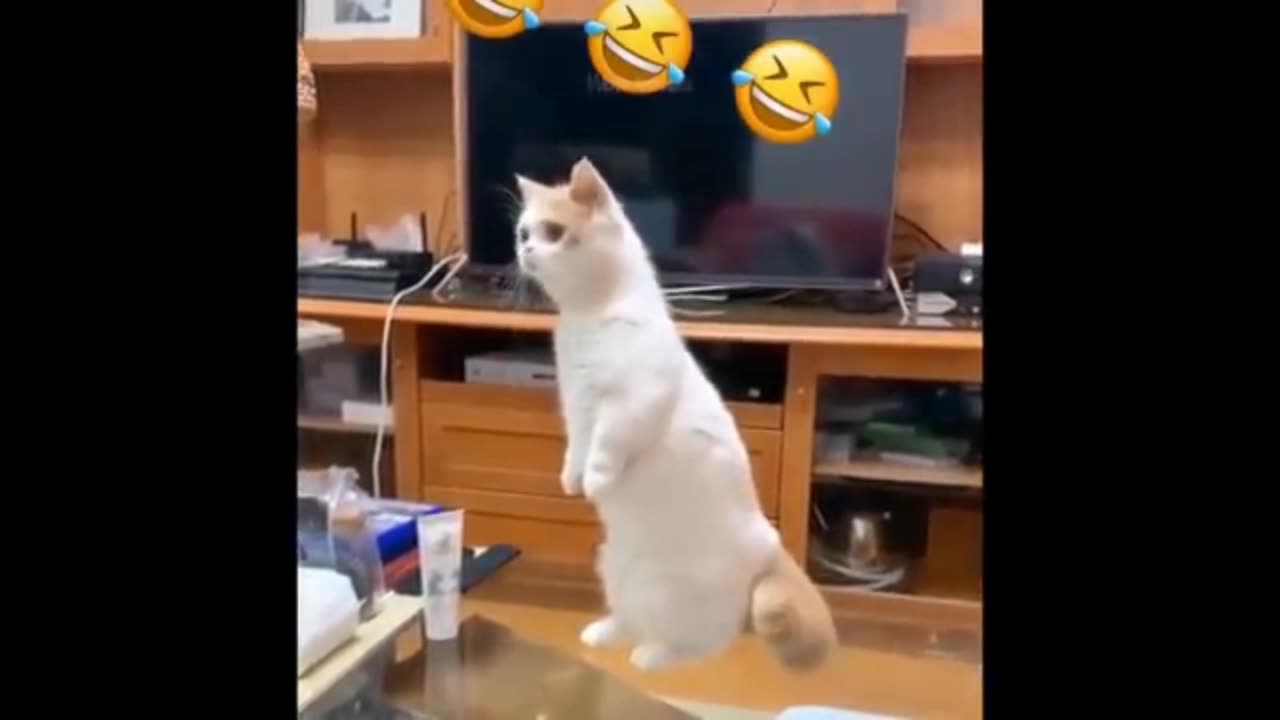 Funny Animals Video #1