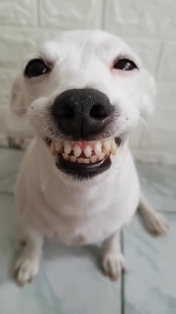 Funny Dog Can Smile 😂😂 - He Has Better Teeth Than Me 😂😂