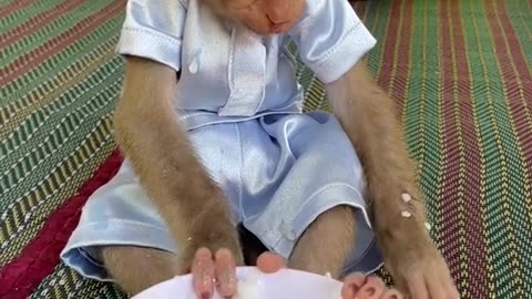 Smart monkey