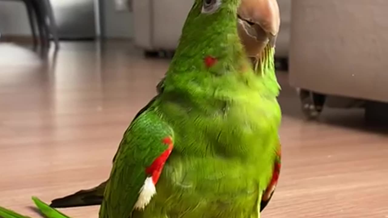 Parrot Adapts To Prosthetics