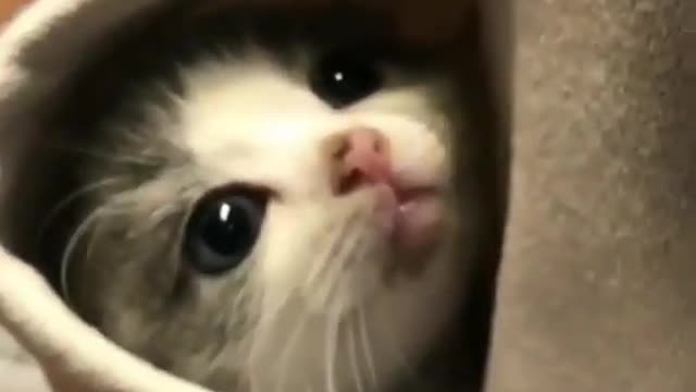 kitten Sets in POCKET Short Video