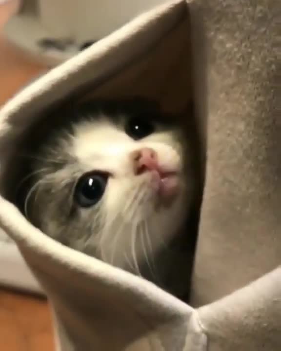 kitten Sets in POCKET Short Video