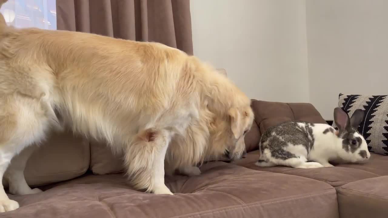 Golden Retriever Meets New Friend Mr.Rabbit