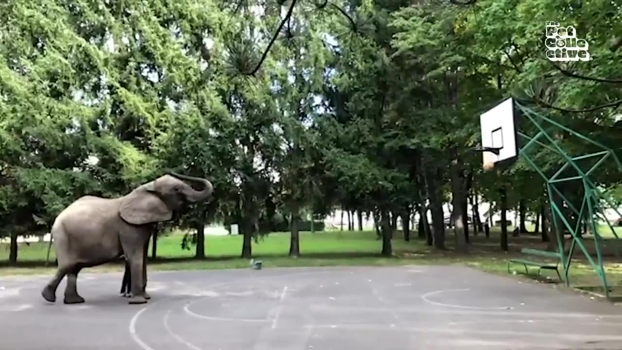 Funny animals