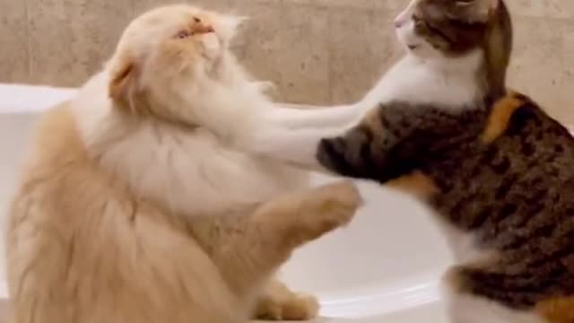 Cats Fight