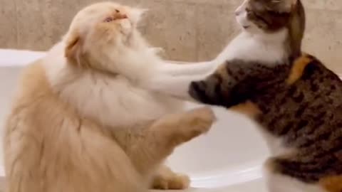 Cats Fight