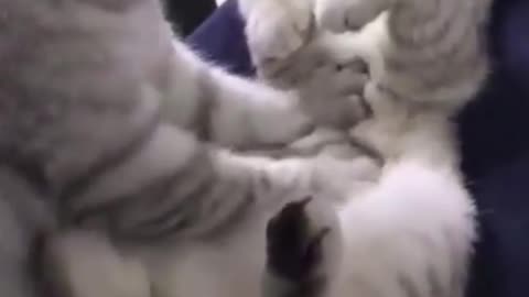 the cat is crazy about the massage