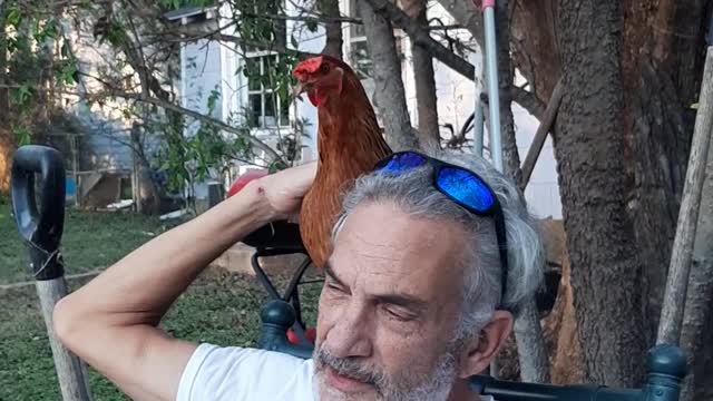 Chickens part 1