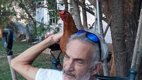 Chickens part 1