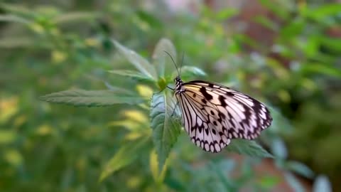 animal planet tv Butterfly beautiful nature background