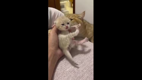 Mother Cat's Protective Instinct!