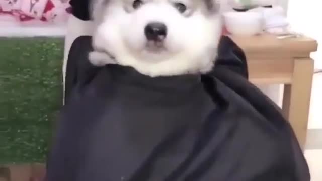 nalty理发的过程 The process of nalty's haircut