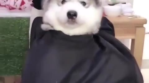 nalty理发的过程 The process of nalty's haircut