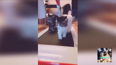 Funny Cat Laughing Compilation!!