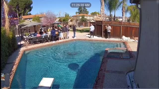 Dog Ran Over The Pool “Shocked Everyone