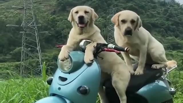 Two funniest dogs Driving a motorcycle