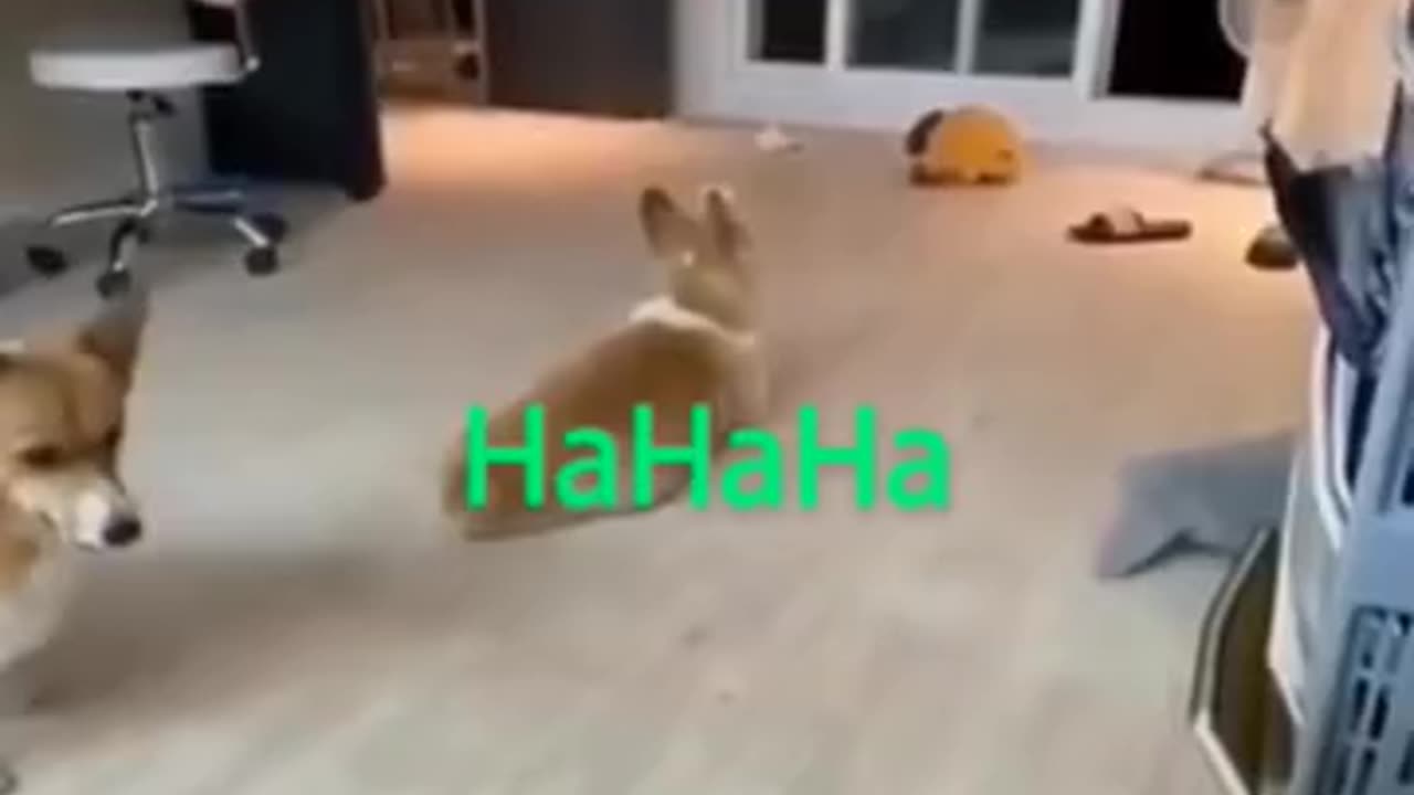 Cat & Dogs funny videos