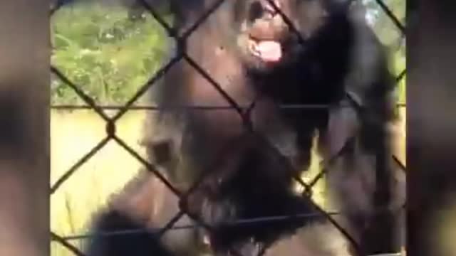 SEE HOW THE NORMAL MAN MAKES THE CHIMPANZEES TO DANCE 🕺🏼 || CHIMPANZEE DANCING IN HAPPY MOOD