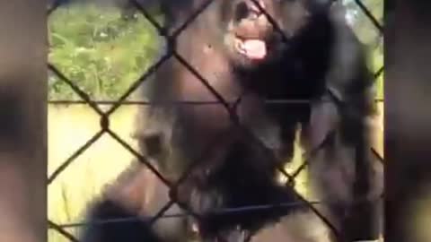 SEE HOW THE NORMAL MAN MAKES THE CHIMPANZEES TO DANCE 🕺🏼 || CHIMPANZEE DANCING IN HAPPY MOOD