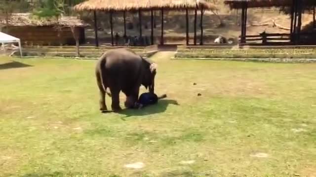 Smart Elephants - Coming to Help and Rescue His Owner | Funny and Cute Video