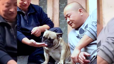 [Pet dog]Dogs are man’s most loyal friends[pug]Cute funny bulldog10